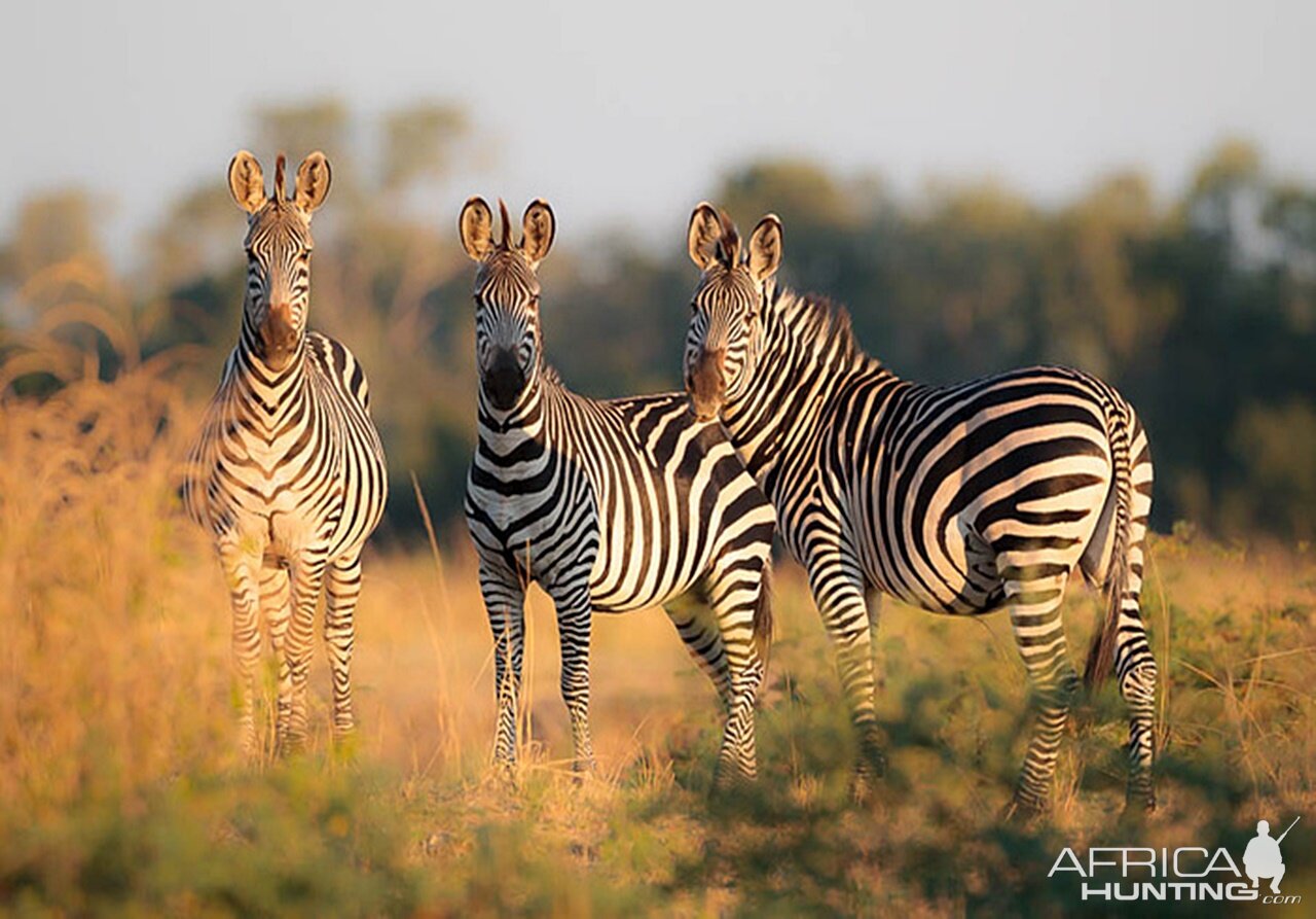 Wildlife Zambia Zebra