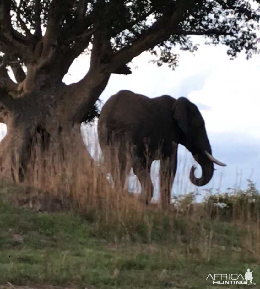 Wildlife Zambia