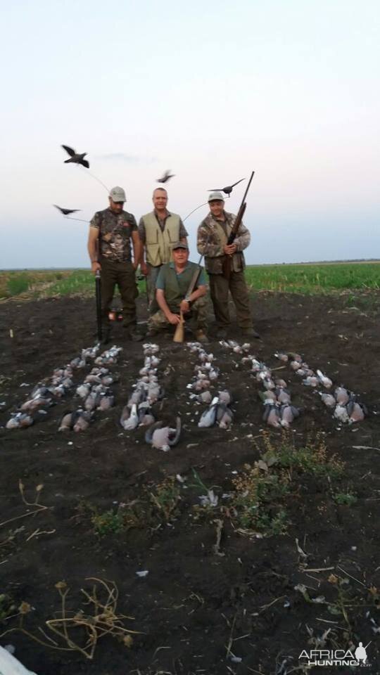 Wing Shooting Dove South Africa