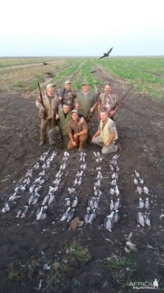 Wing Shooting Dove South Africa