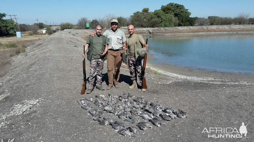 Wing Shooting Dove South Africa