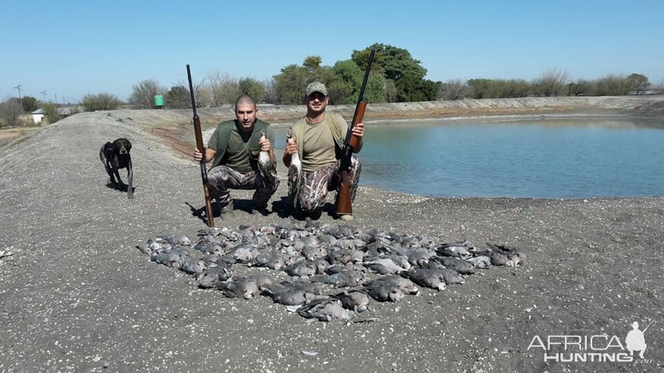 Wing Shooting Dove South Africa