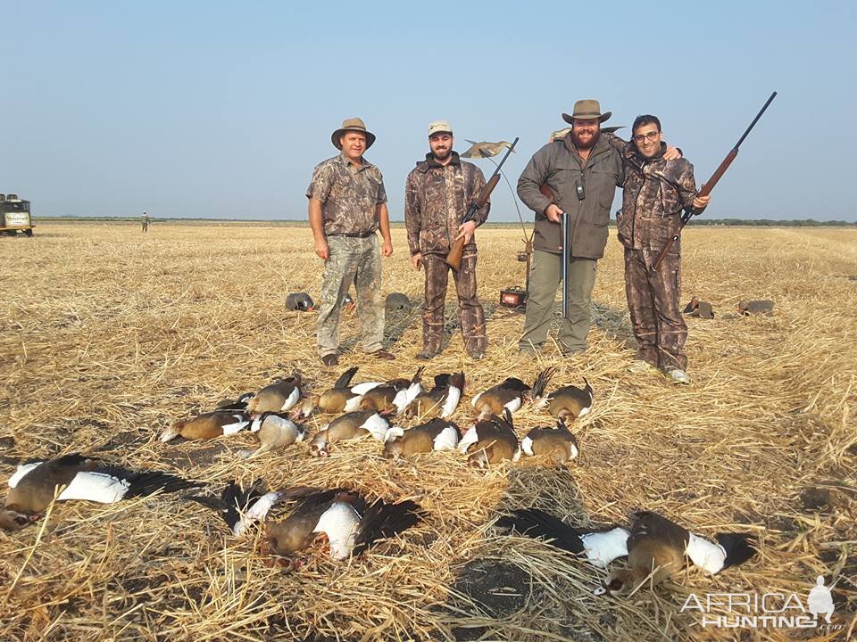 Wing Shooting Geese South Africa