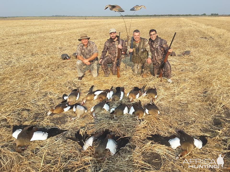 Wing Shooting Geese South Africa