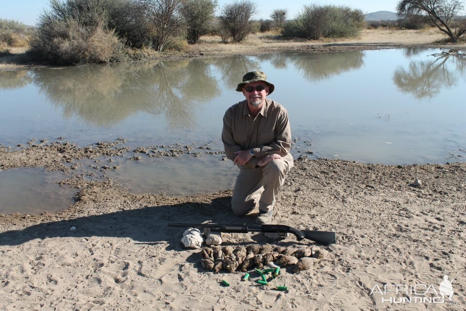 Wing Shooting Sandgrouse Namibia