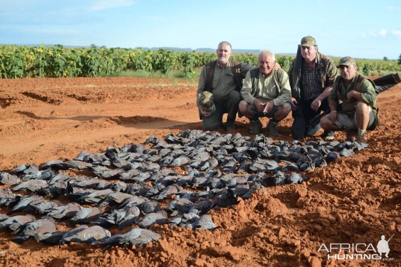 Wing Shooting South Africa Rock Pigeon