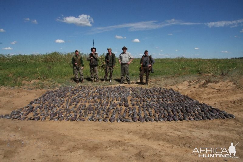 Wing Shooting South Africa Rock Pigeon