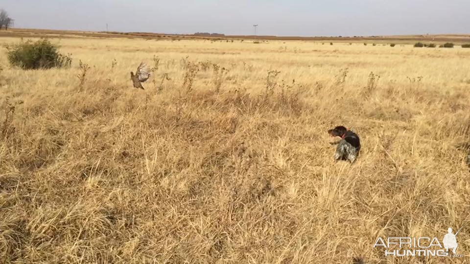 Wing SHooting South AFrica