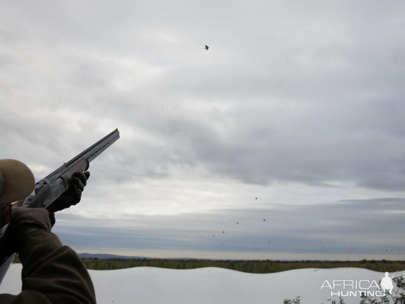 Wingshooting Pigeon in Argentina