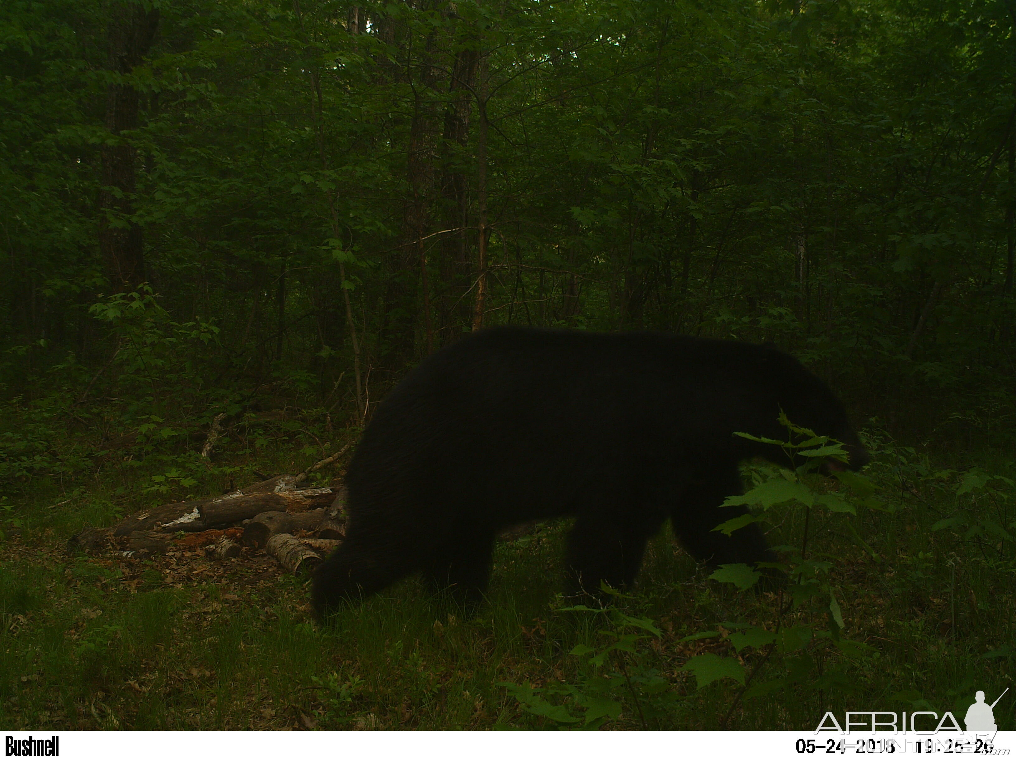 Wisconsin Bears Trail Cam Pictures