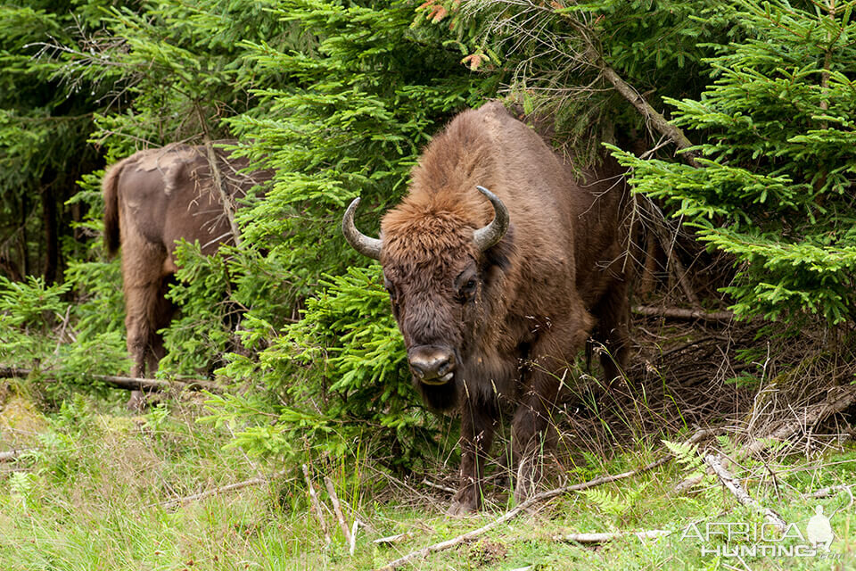 Wisent Bison