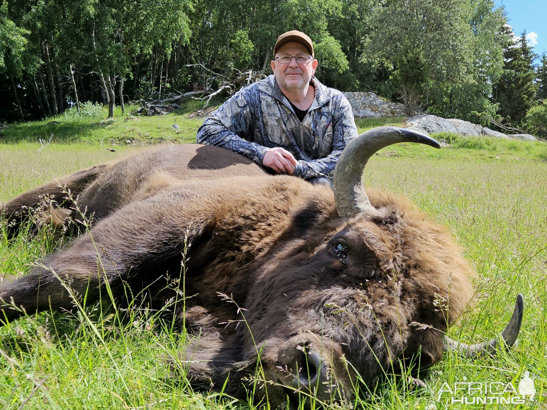 Wisent