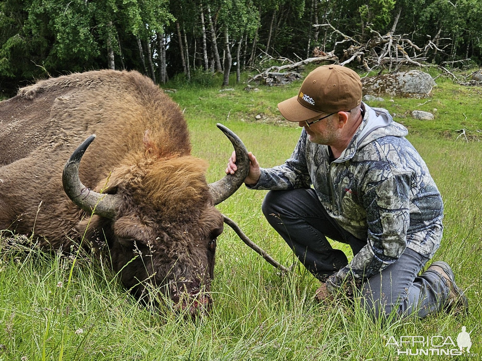 Wisent