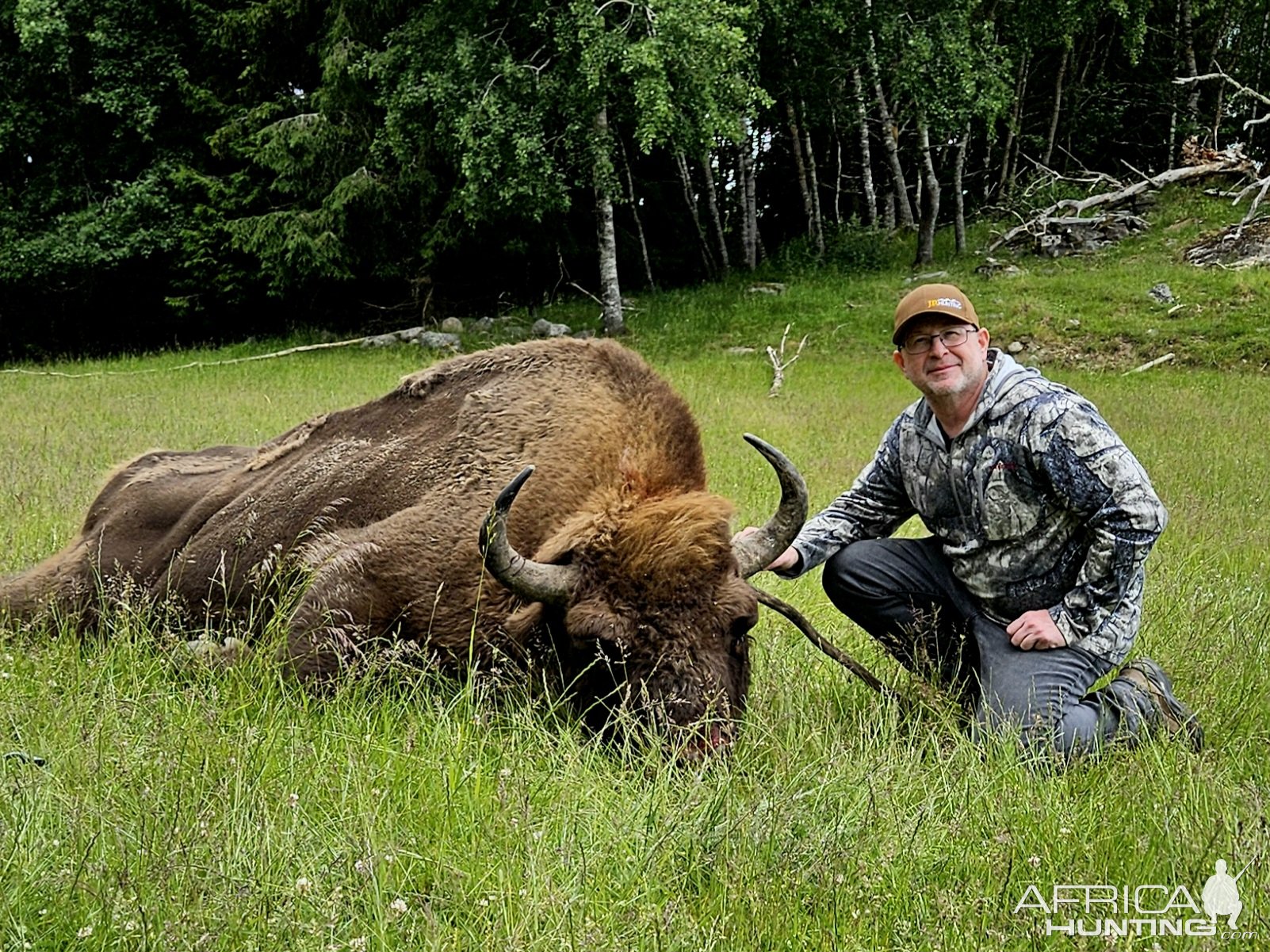 Wisent