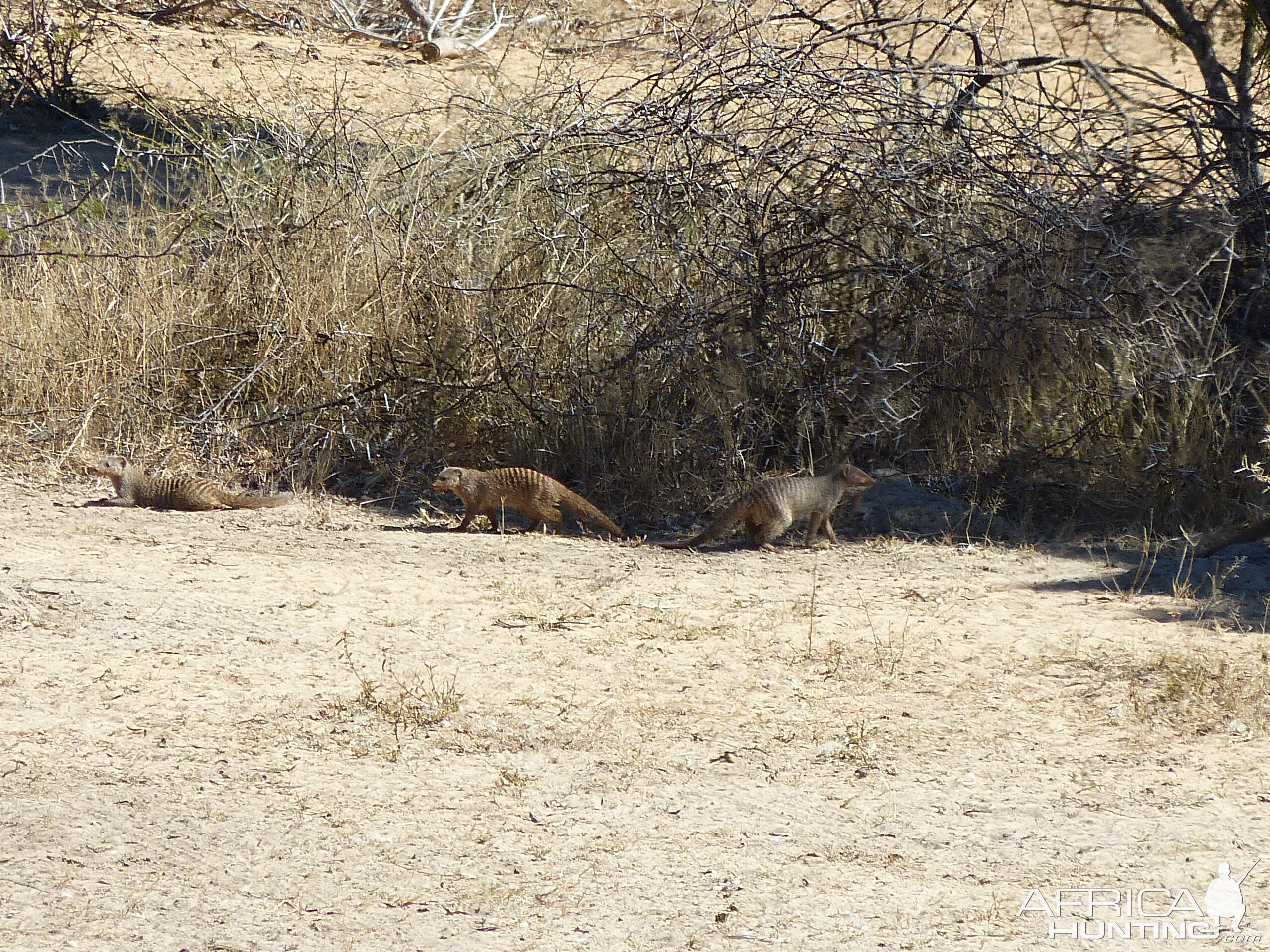 Witfontein 2019