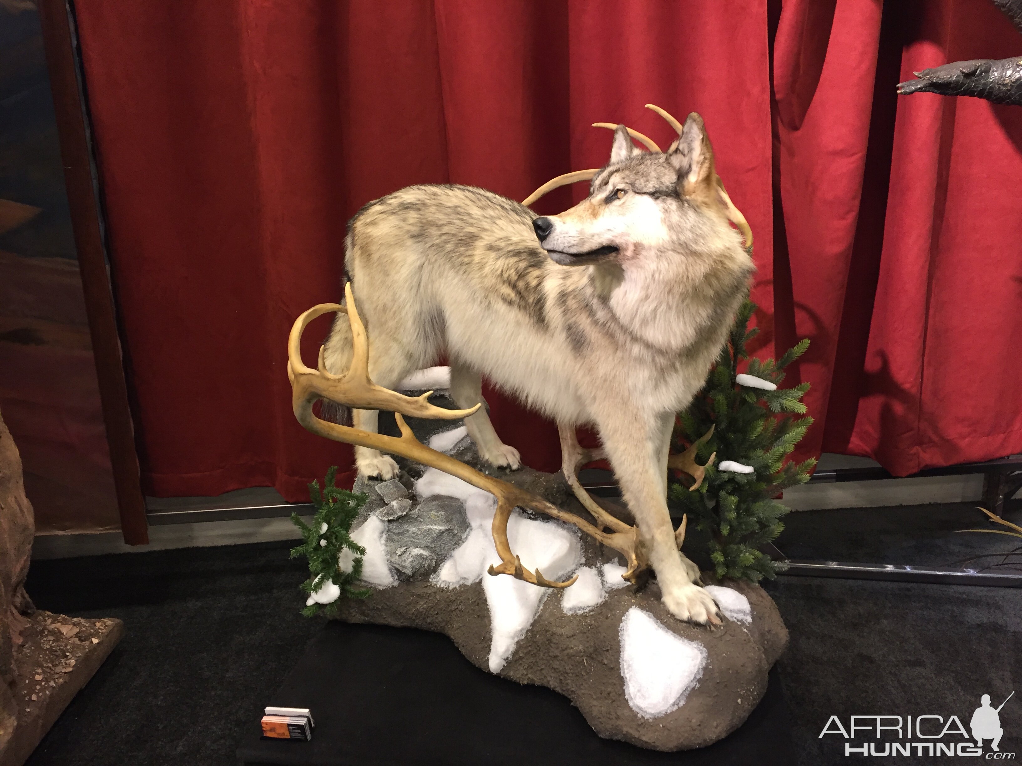 Wolf Full Mount Taxidermy