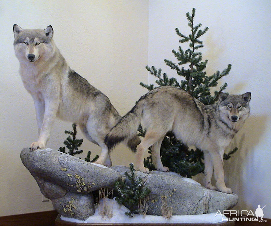 Wolf Full Mount Taxidermy