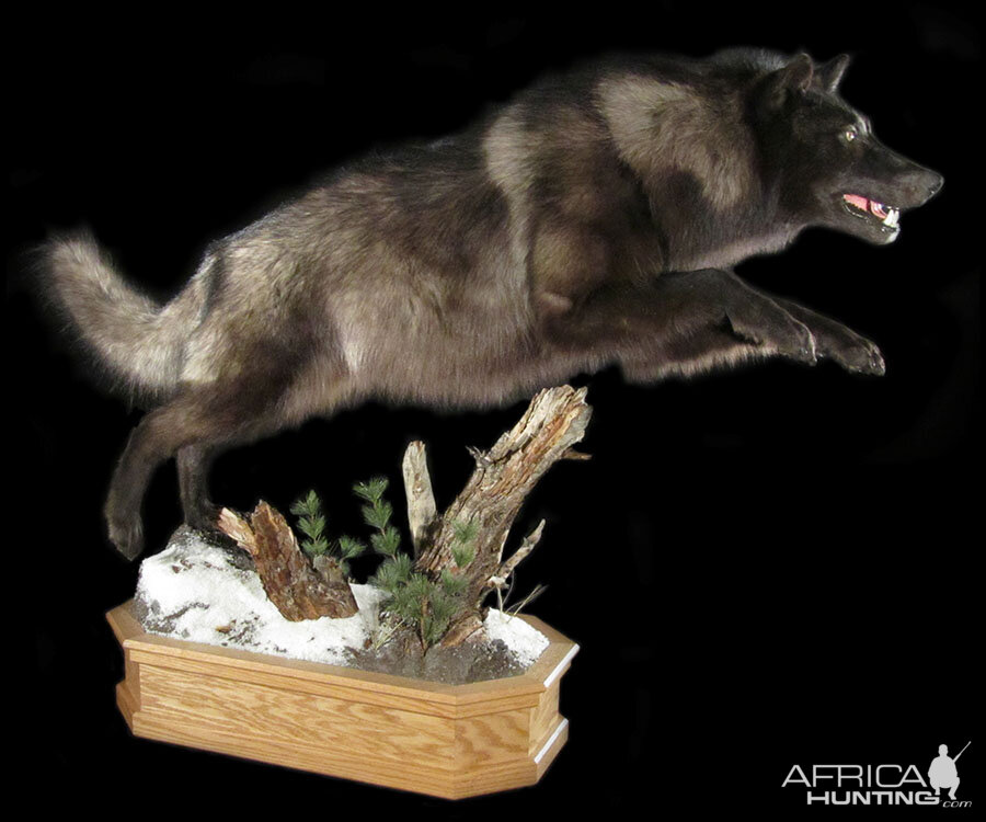 Wolf Full Mount Taxidermy