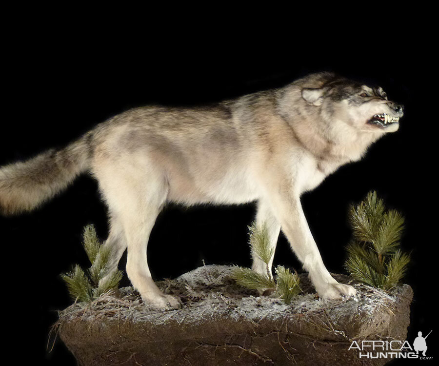 Wolf Full Mount Taxidermy