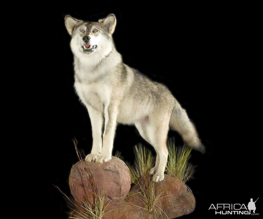 Wolf Full Mount Taxidermy