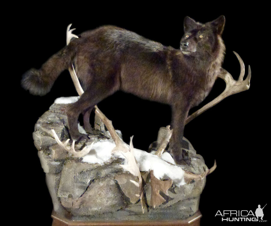 Wolf Full Mount Taxidermy