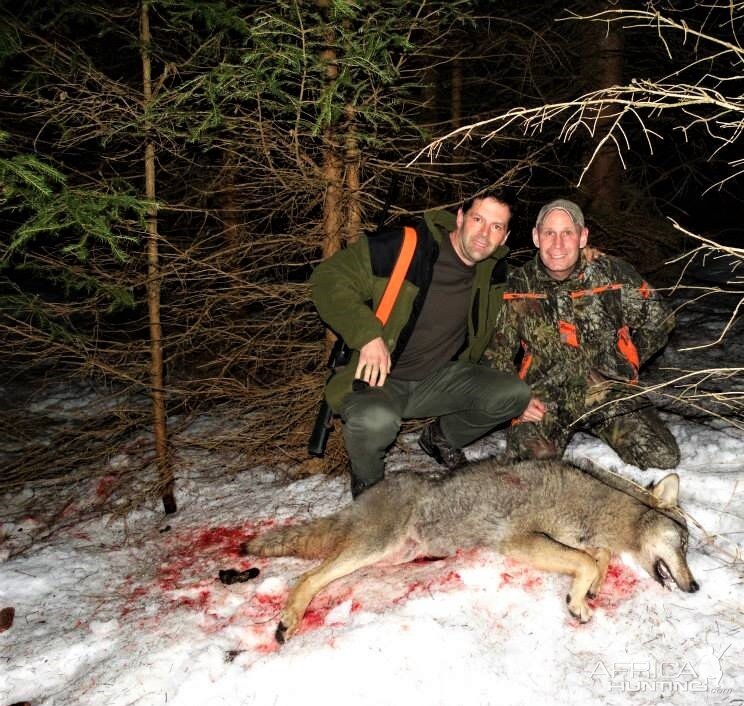 Wolf Hunting Romania