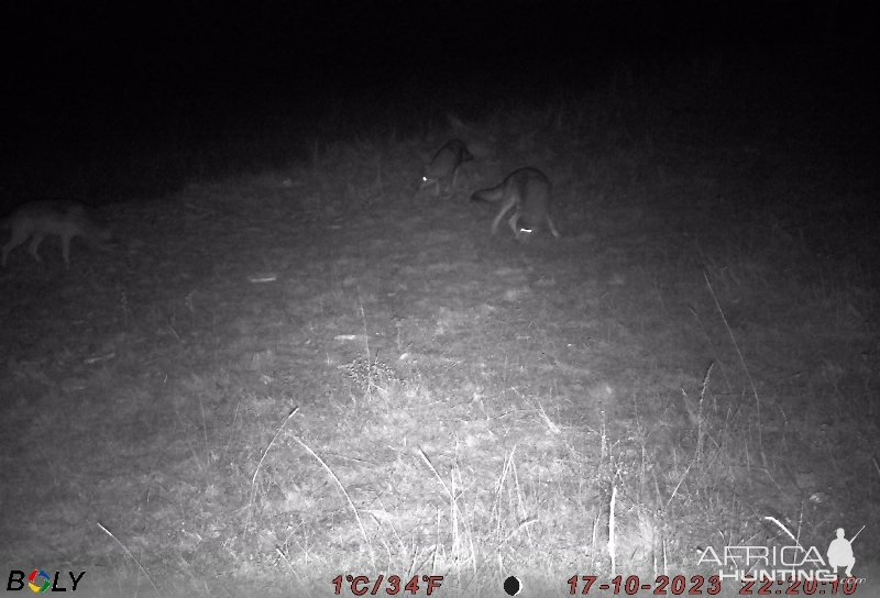 Wolve Trail Camera Romania