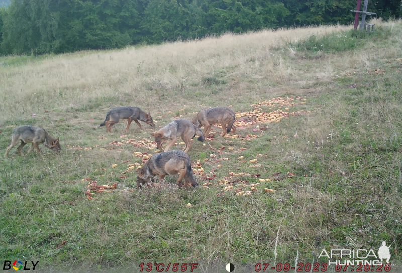 Wolves Romania