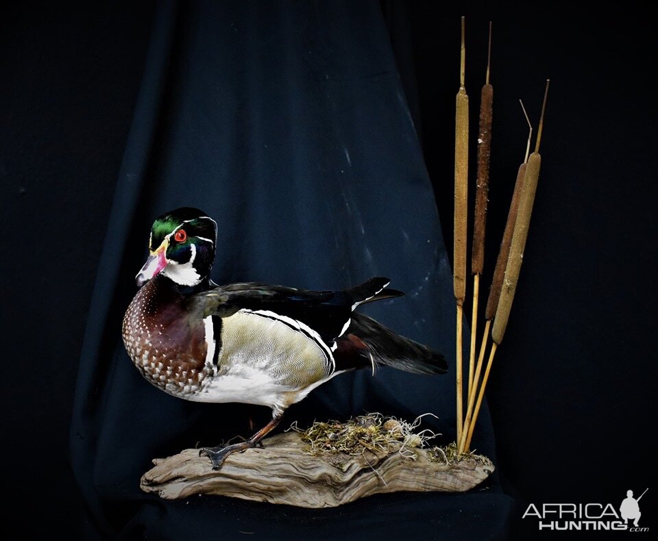 Wood Duck Full Mount Taxidermy