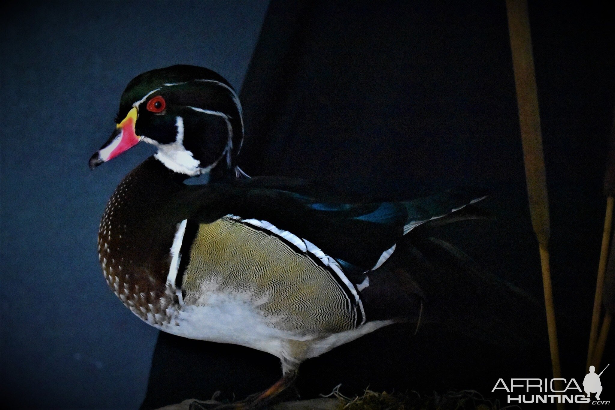 Wood Duck Full Mount Taxidermy