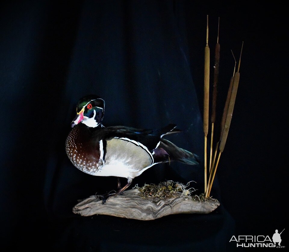 Wood Duck Full Mount Taxidermy