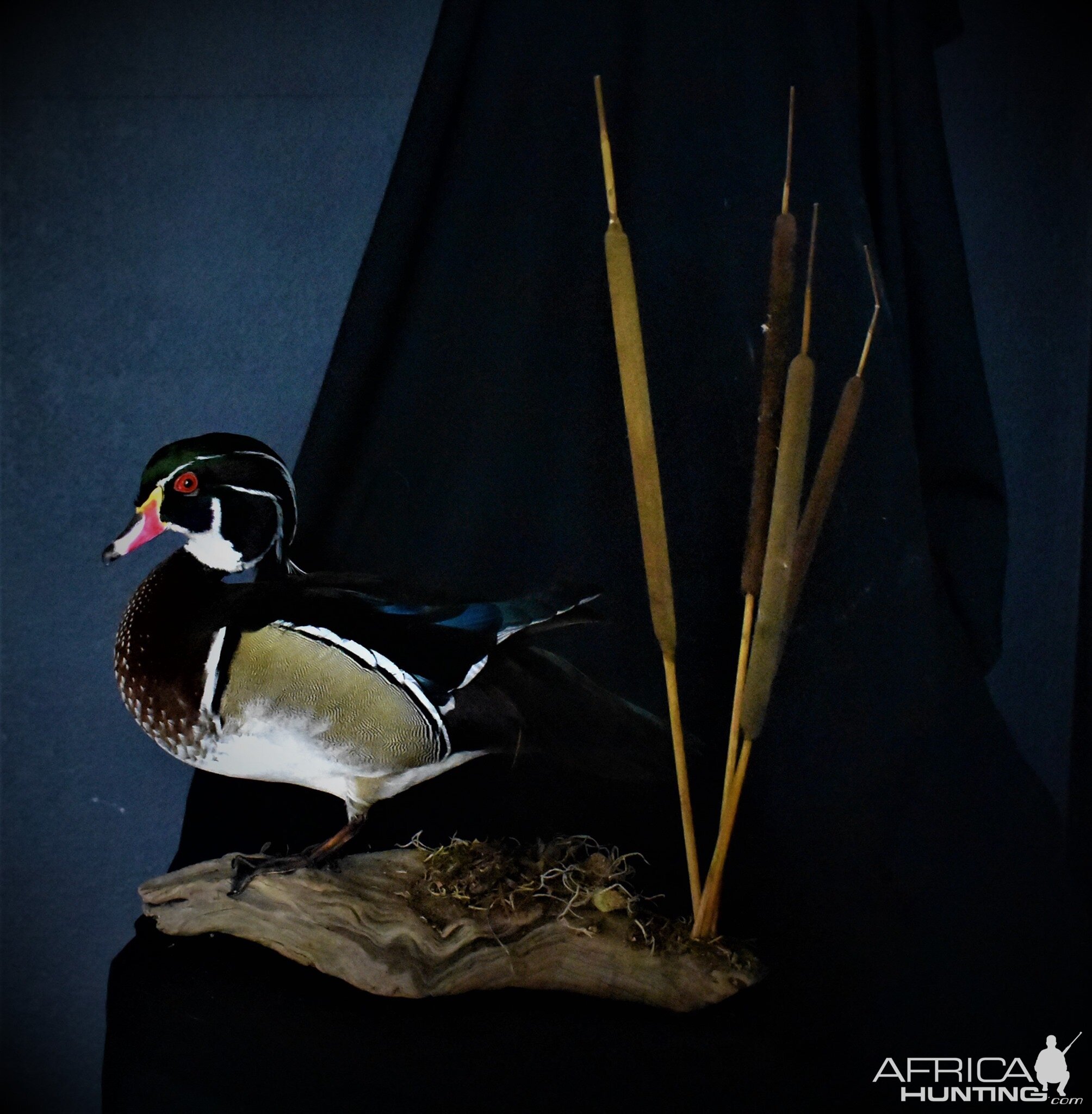 Wood Duck Full Mount Taxidermy