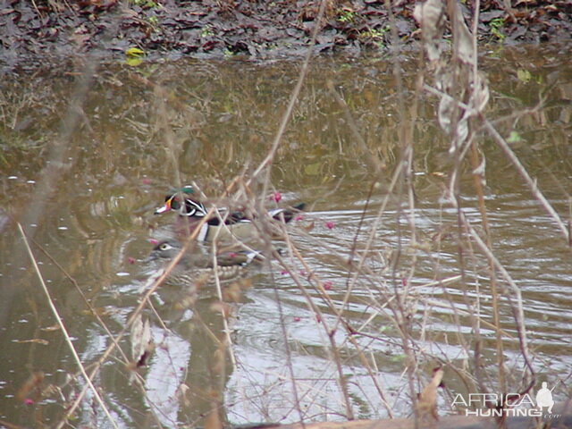 Wood Duck