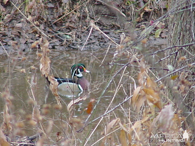 Wood Duck