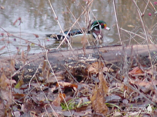 Wood Duck