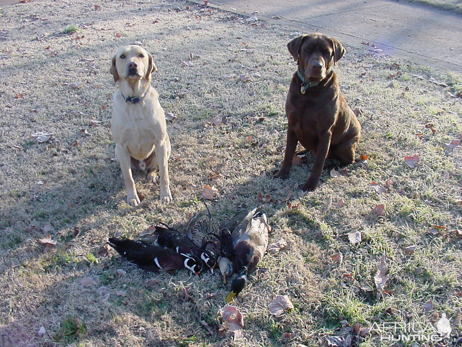 Wood Ducks & Duck Hunting