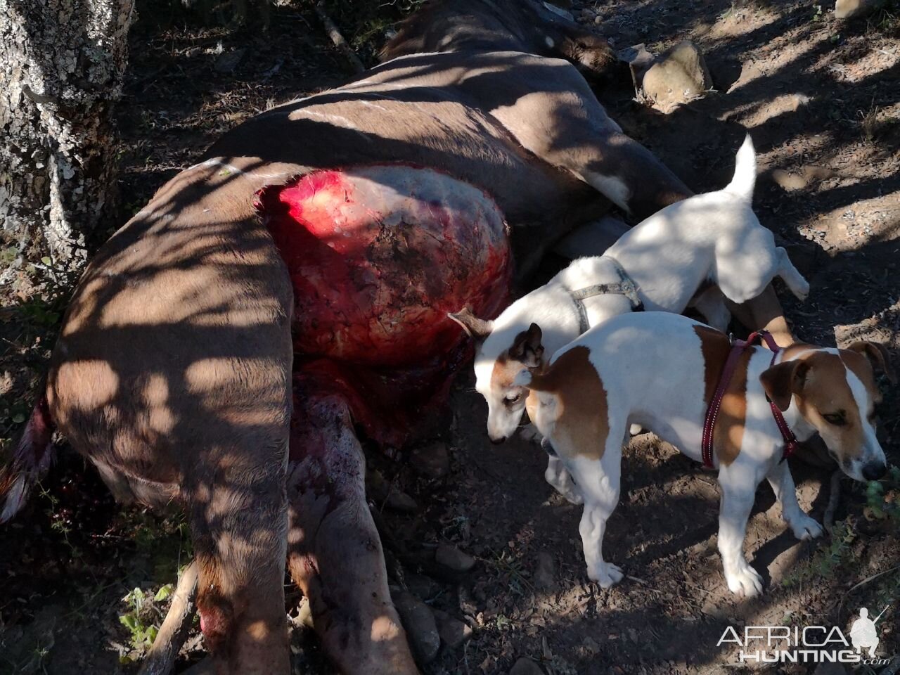 Wounded Kudu killed during the night by a Leopard