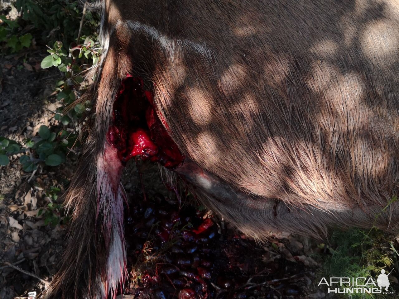 Wounded Kudu killed during the night by a Leopard