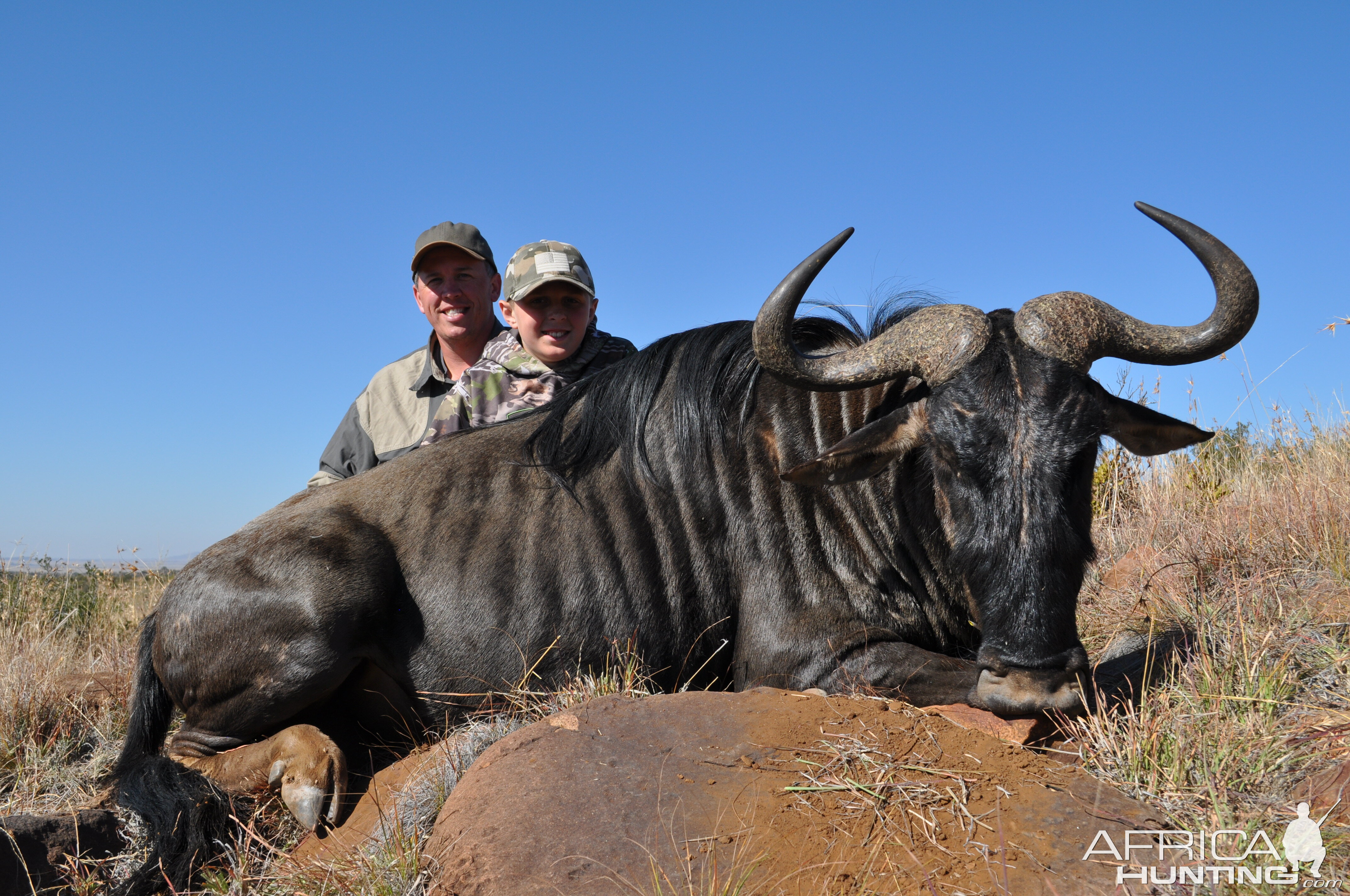 Wyatt's Blue Wildebeest with White Lion Safari's