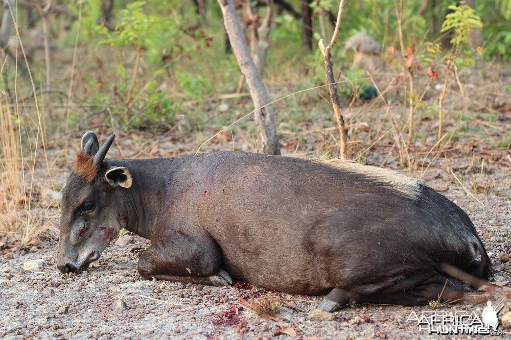 Yellow Back Duiker hunt with CAWA in CAR