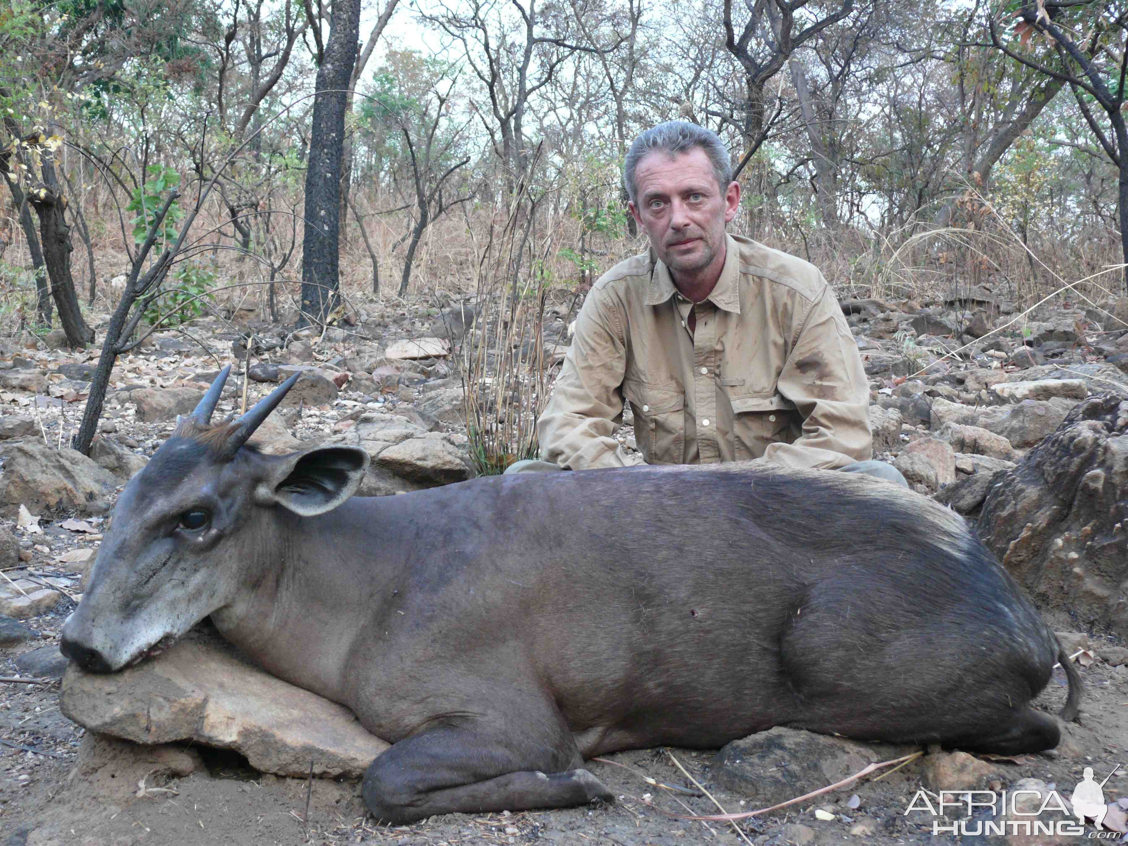 Yellow Back Duiker hunted in CAR with Safaria