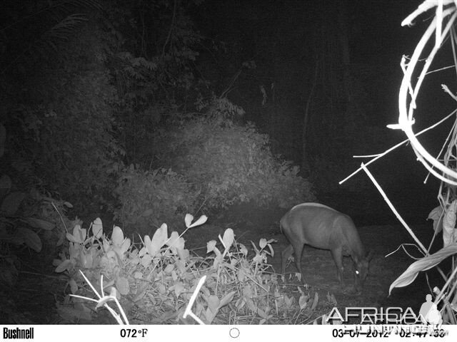 Yellow-Back Duiker in Congo