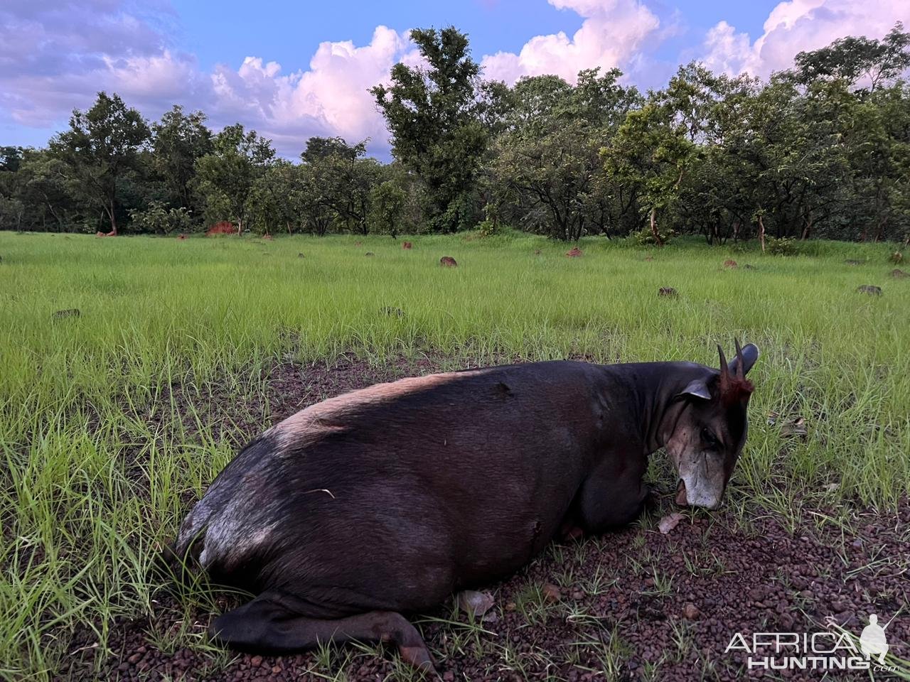 Yellow Backed Duiker Hunt Central African Republic