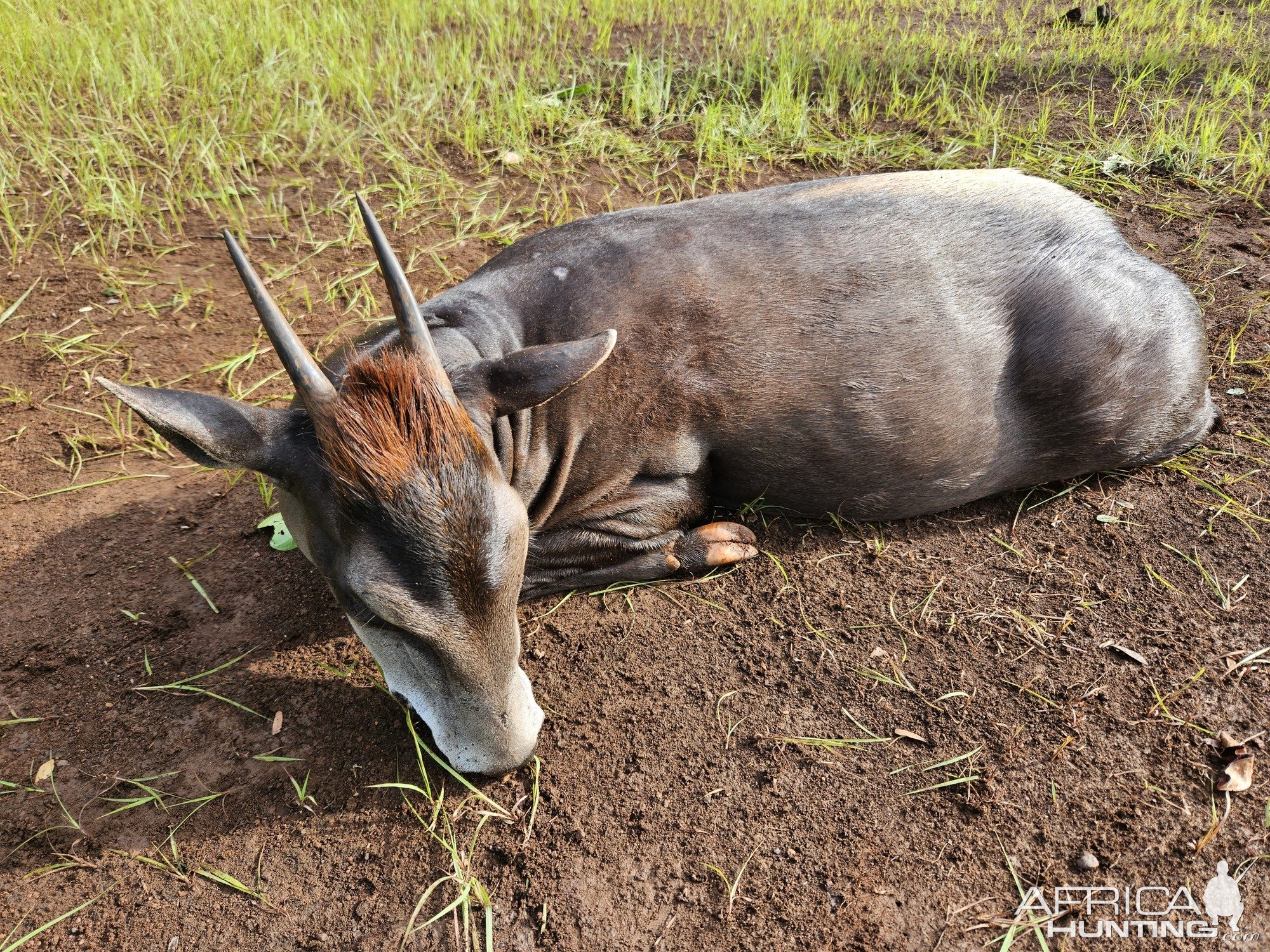 Yellow Backed Duiker Hunt Central African Republic