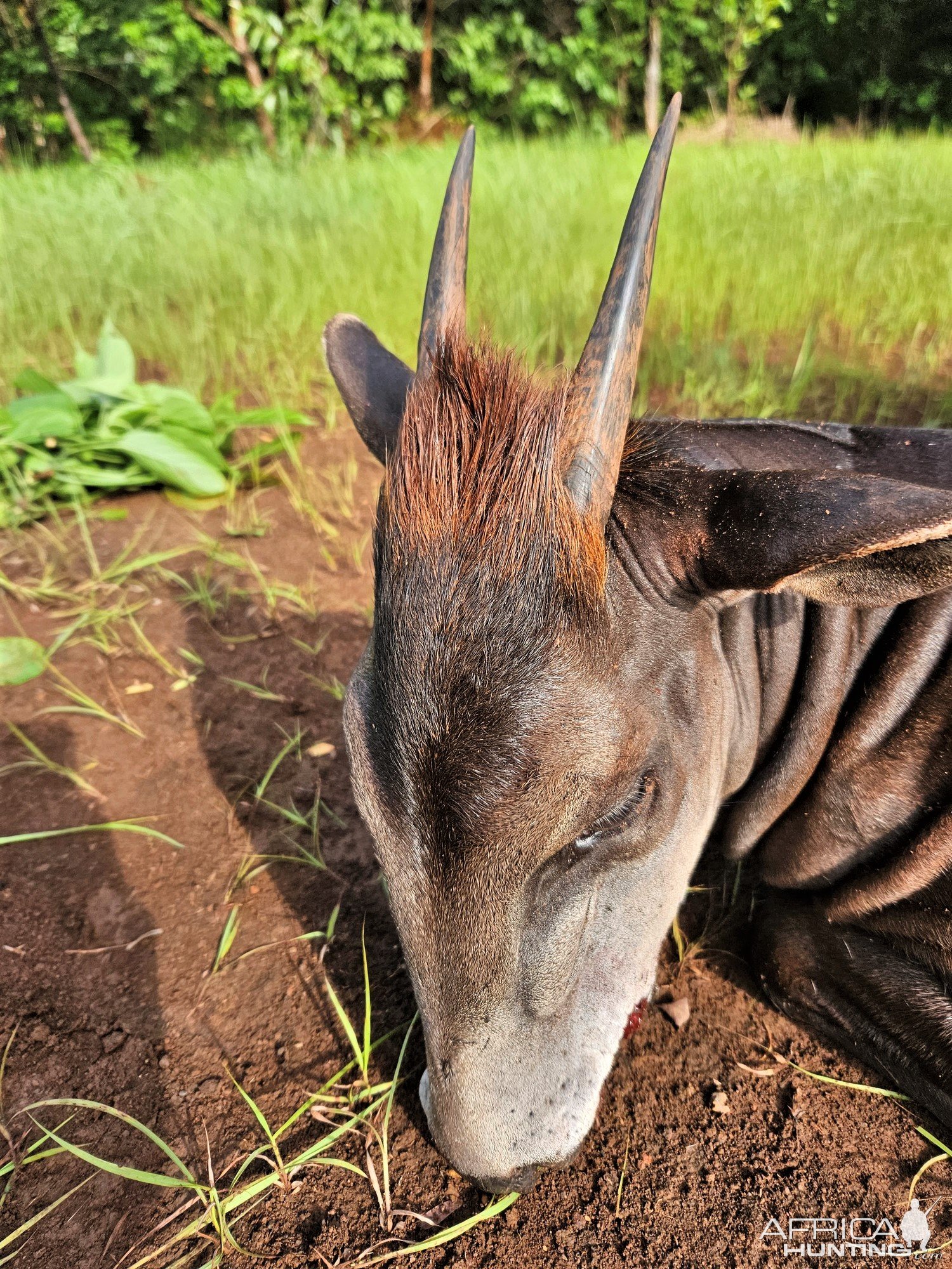 Yellow Backed Duiker Hunt Central African Republic