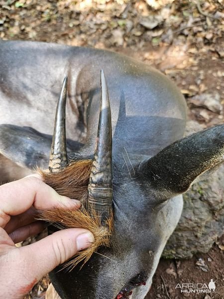 Yellow-Backed Duiker Hunt Central African Republic