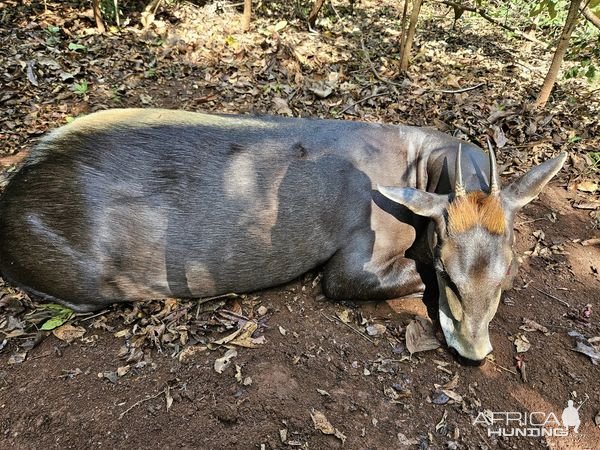 Yellow-Backed Duiker Hunt Central African Republic