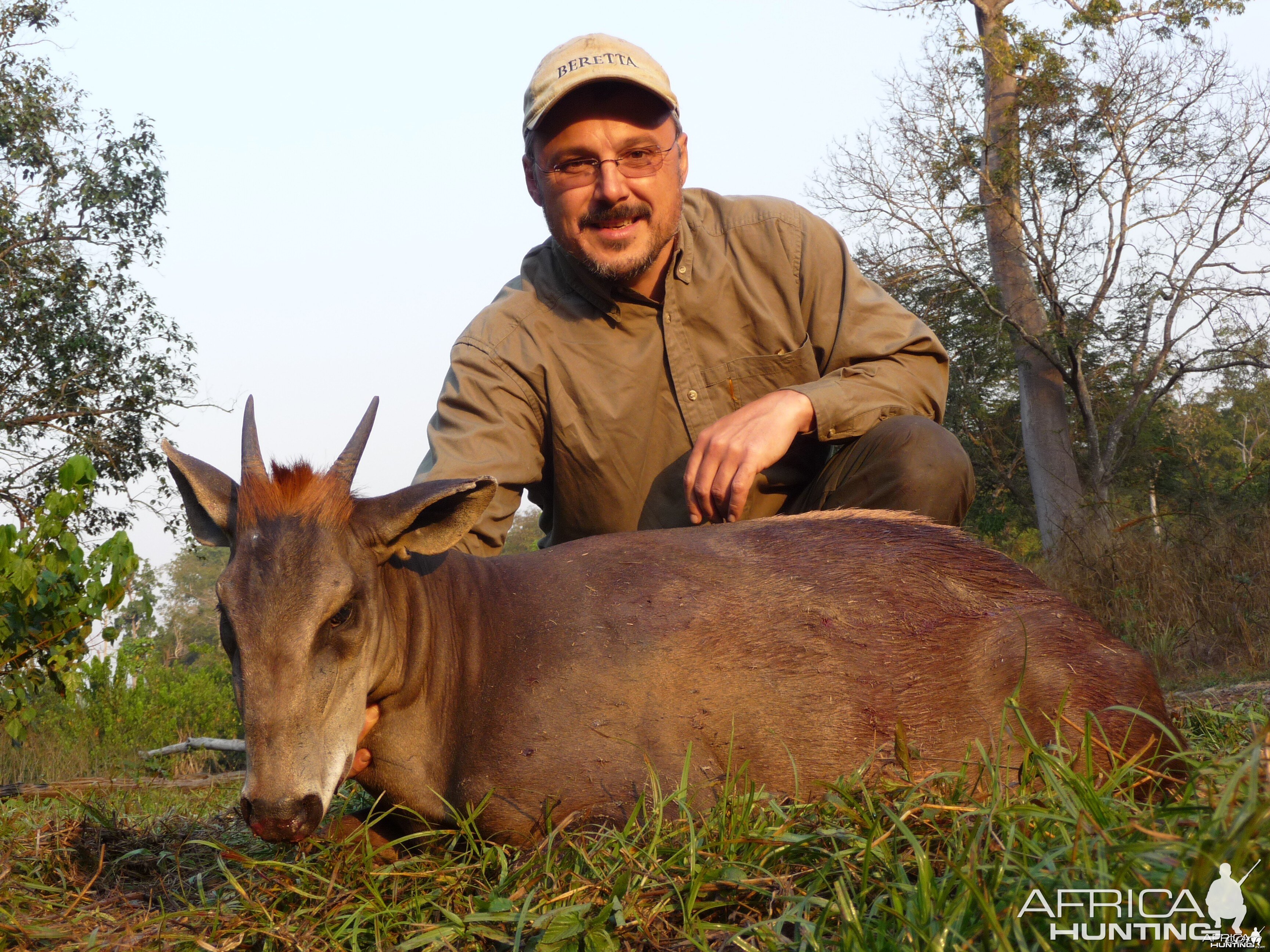 Yellow-Backed Duiker hunted in Central Africa with Club Faune