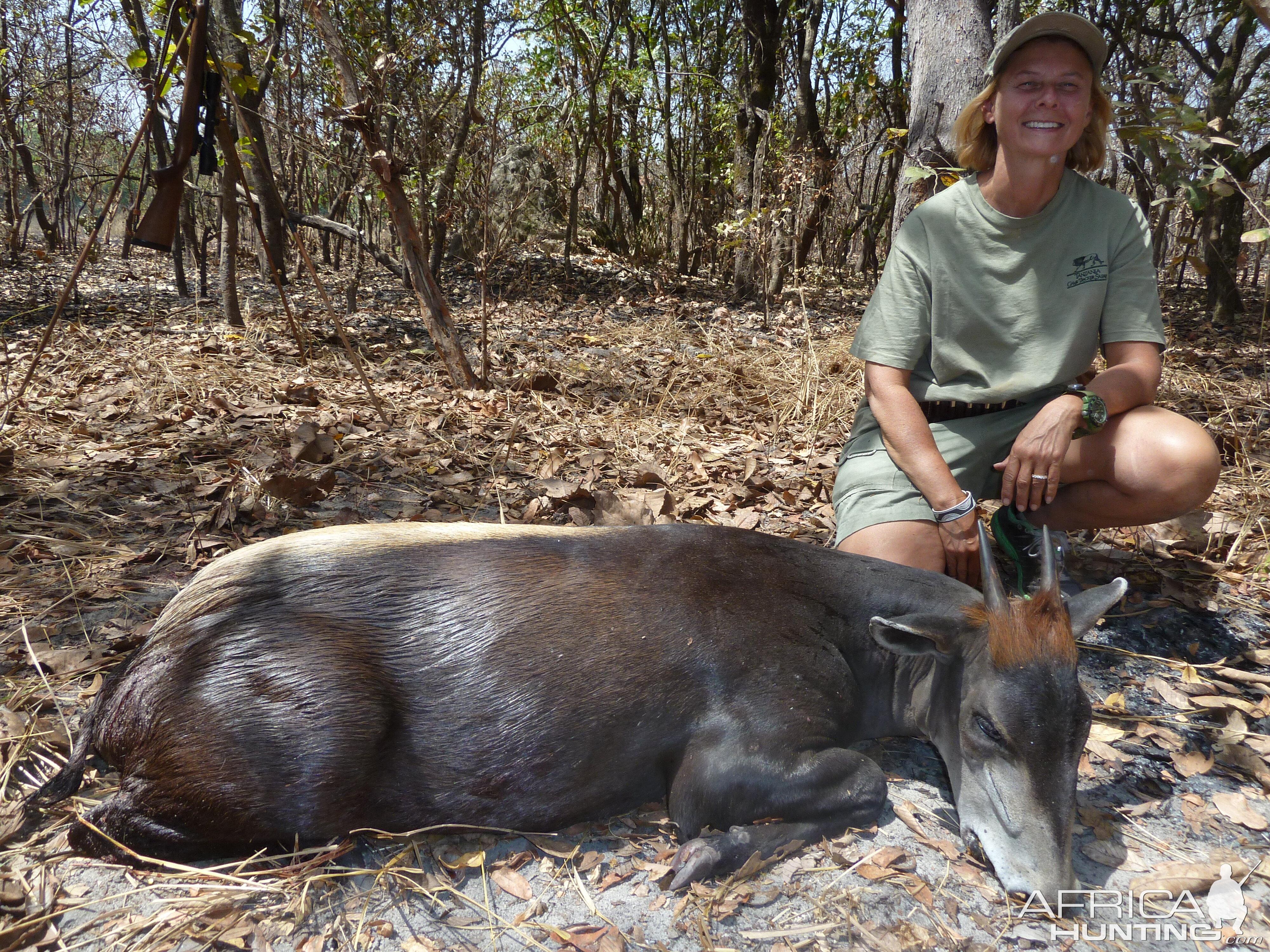 Yellow-Backed Duiker hunted in Central Africa with Club Faune