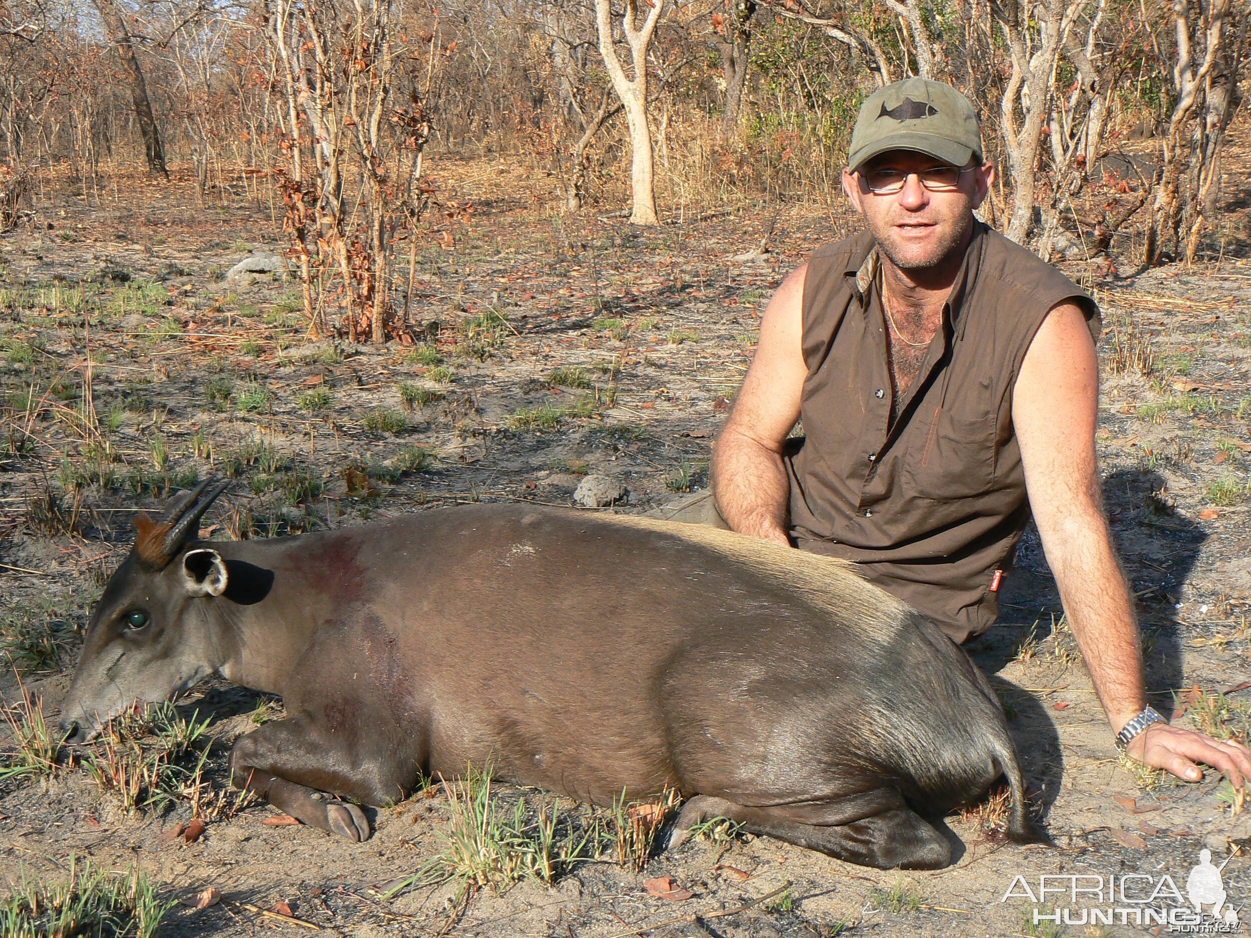 Yellow backed duiker